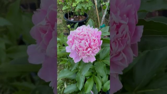 Peony flowers Mons Jules Elie 2nd year смотреть онлайн