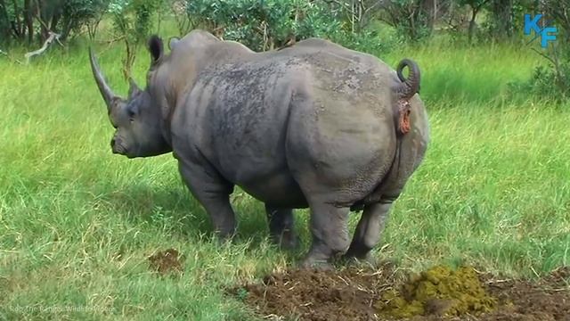 Носорог в деле. Носорог против Бегемота, Льва, Слона, Буйвола. Невероятные факты о носороге. смотреть онлайн
