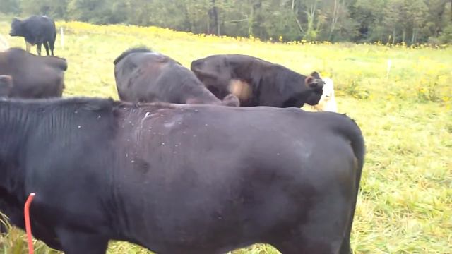 Cow With Pink-Eye / How Pink-Eye Starts смотреть онлайн