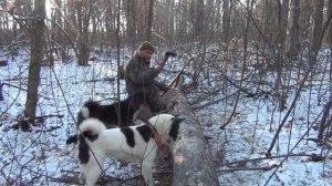 Обучение щенка лайки