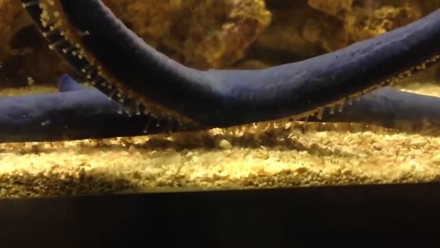 Acuario Marino Linckia Laevigata