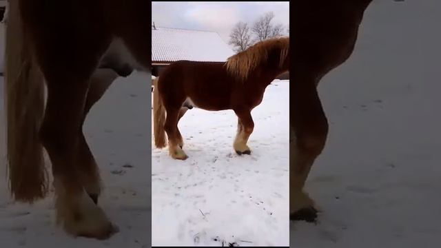 Продаётся "Русский Тяжеловоз ", 4года. 300тыс.руб. смотреть онлайн