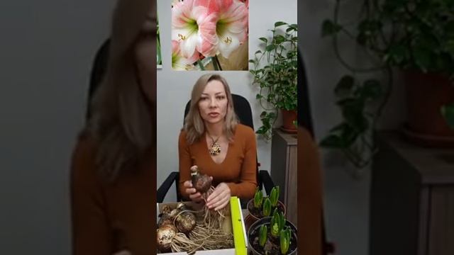 Амариллисы