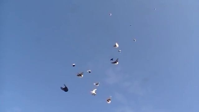 Голуби николаевские г Мариуполя белохвостые и другие смотреть онлайн