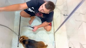 ОТ КОГО БОЛЬШЕ ВОНЯЕТ? КТО НЕ ЛЮБИТ МЫТЬСЯ? БРОС ШОУ ПЕТ