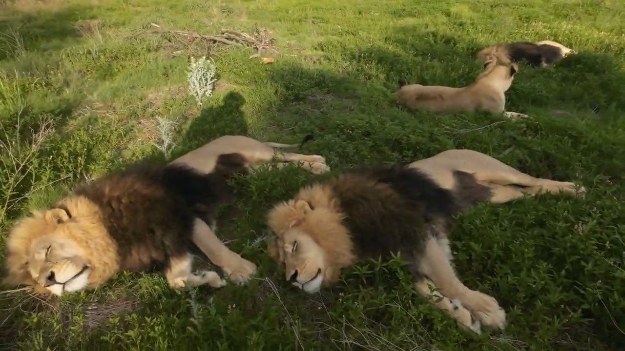 Ленивый день со львами: Начало) смотреть онлайн