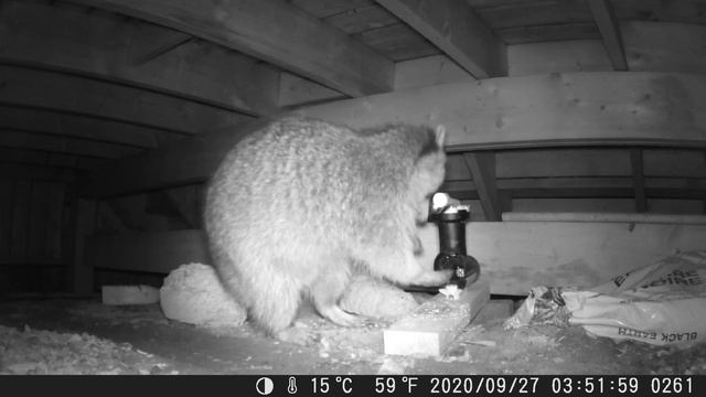 A24 Trap vs. Raccoon смотреть онлайн