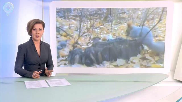 Приготовились к зиме. Сибирские белки сменили рыжие шубки на серые смотреть онлайн