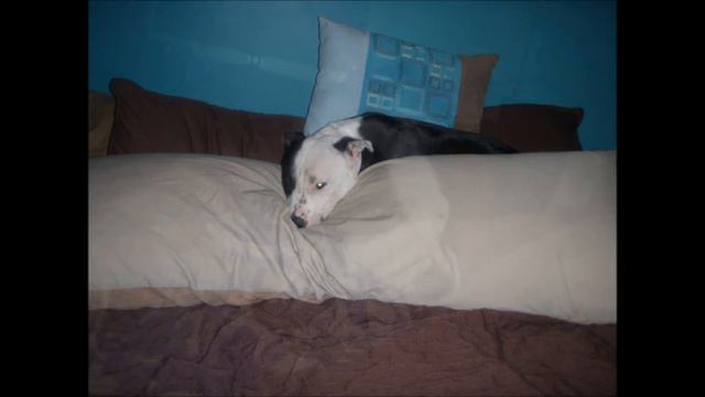 LEON THE STAFFY part2 смотреть онлайн