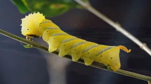 Книга -2, Беседы с  Богом - Нил Доналд Уолш,  озвучивает [Nikosho]