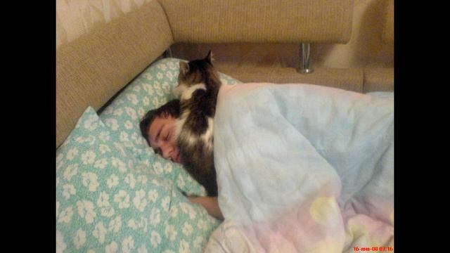 Кота заводят, чтобы... смотреть онлайн