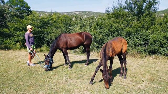 Продажа лошадей в Крыму смотреть онлайн