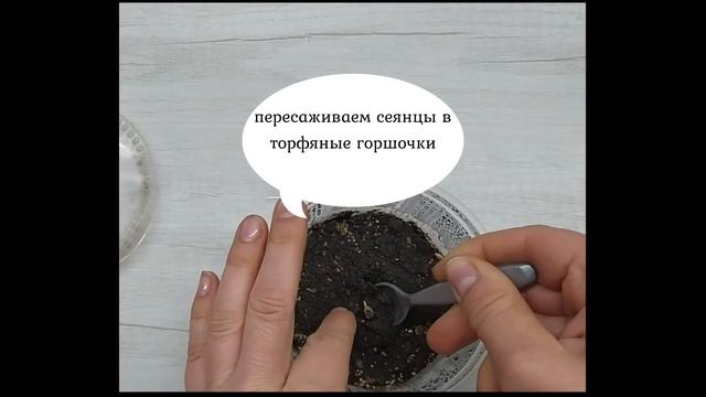 Маракуйя северная ,пассифлора. Выращивание маракуи в горшке,в квартире.(часть 1) смотреть онлайн