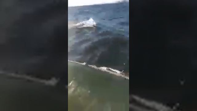 Касатки, Охотское море, выход из бухты Нагаево. Магадан смотреть онлайн