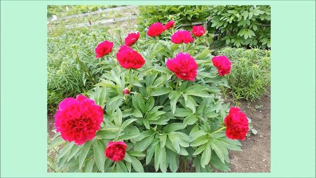 Цветы от Людмилы (город Новоуральск) смотреть онлайн