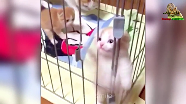 Смешное видео с кошками 2017. FUNNY VIDEOS WITH CATS. смотреть онлайн