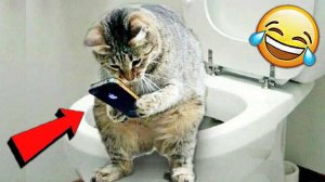 Подборка приколов с животнымиЗабавные милые животные