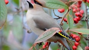 Перелетная птица Свиристель ♪ Фото ♪ Описание ♪ Пение