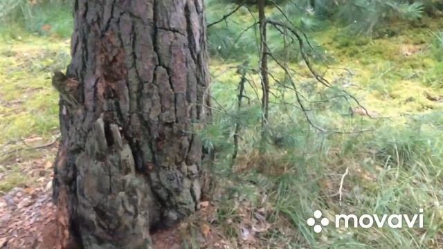 ПРОВЕРКА ГРИБОВ 06. 08. 21. Московская область. смотреть онлайн