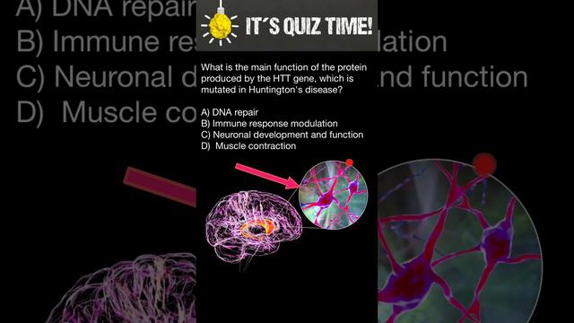 What is the function of protein produced by the HTT gene, which is mutated in Huntington's disease? смотреть онлайн