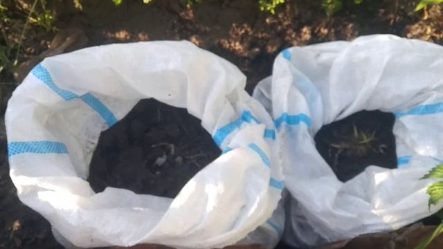 Пионы цветут,ирисы.... смотреть онлайн