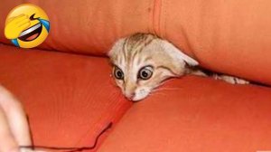 Лучшее видео с самыми смешными животными 2022 года — видео с милыми котиками? и забавными собаками