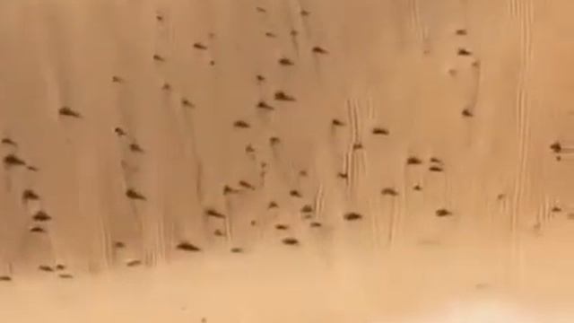 Пикап покоряет песчаный бархан. смотреть онлайн