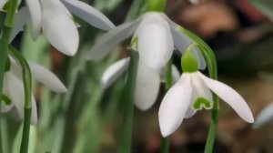 С Днем Рождения, Даша)