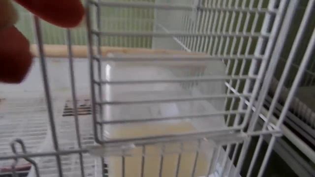 Dazzle my Goldies Lorikeet смотреть онлайн