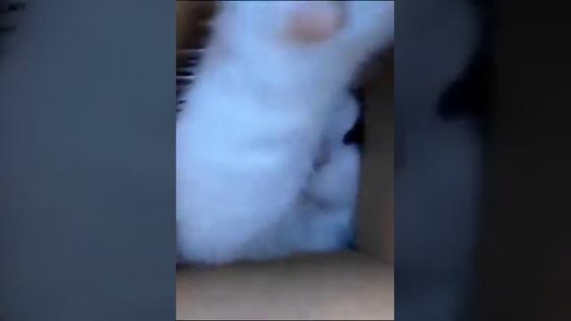 Котики в коробке смотреть онлайн