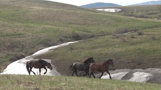 Жеребец увел чужих кобыл смотреть онлайн