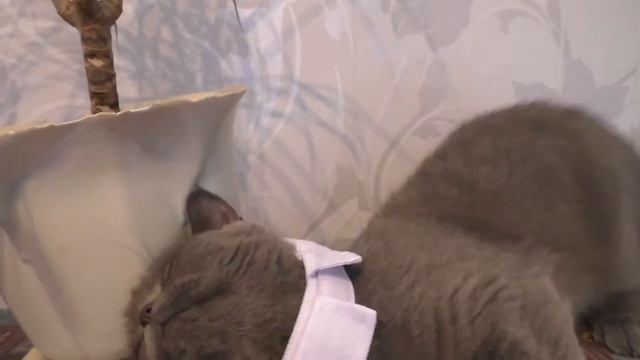 Моя Кошка сошла с ума ALIEXPRESS Посылка из Китая смотреть онлайн