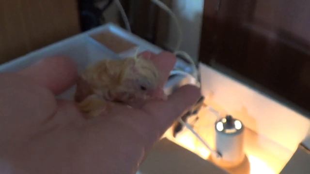 Зареченские пасхальные цыплята смотреть онлайн