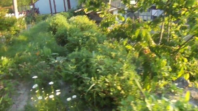 Ирисы радужного цвета! смотреть онлайн