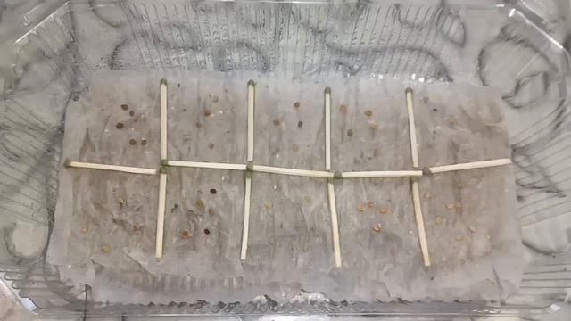 Надёжный способ всхожести и выращивания рассады томатов.