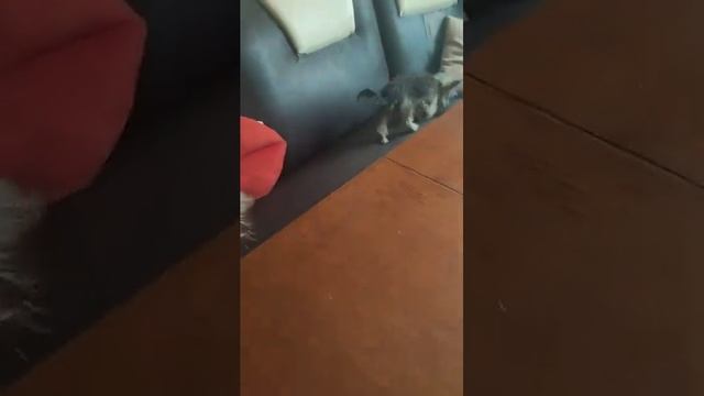 Продажа?Питомник Йорк & Шпиц.Elite Pets,Крым, Евпатория ?Вопросы +79788972514 Доставка возможна ? смотреть онлайн