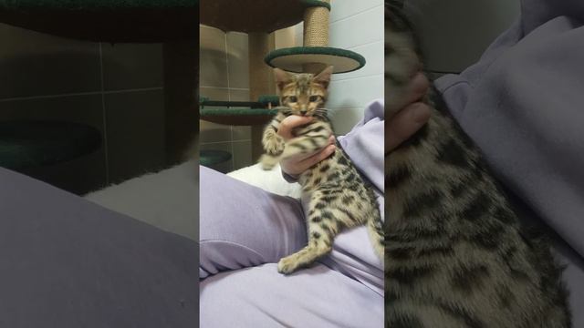 бенгальская кошка, 3 месяца