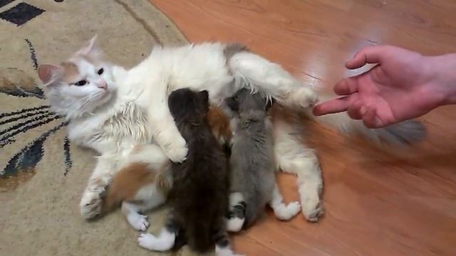 Котята рыже-белый, серо-белый и рябый смотреть онлайн