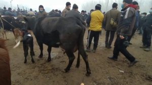 ФАРГОНА ЁЗЁВОН МОЛ БОЗОРИ ОЛА ПАРУДАЛАР НАРХЛАРИ // FARGONA YOZYOBON MOL BOZORI января 2022 г.