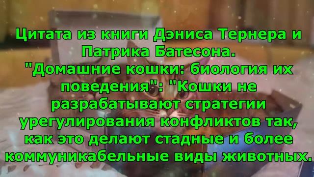 Вот ПОЧЕМУ кошки и коты так любят коробки. смотреть онлайн