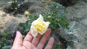 Роза - Барыня. Nadia Meillandecor (Надя Мейяндекор)