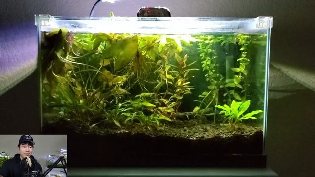 Evolution of a FishTuber's Aquarium Journey! | Fish Tank Review 134 смотреть онлайн
