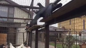 Бакинские голуби чили черные голоногие Ставрополь 89034451665