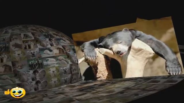 Смешное видео в эфире. Животные после праздников. смотреть онлайн