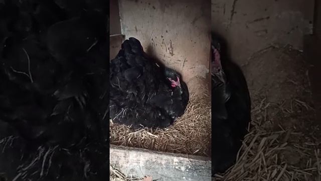 Чёрный кохинхин.. Занеслись ? смотреть онлайн