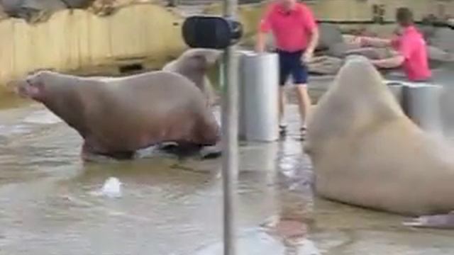 Дельфинариум (моржи), Голландия, август 2014 смотреть онлайн