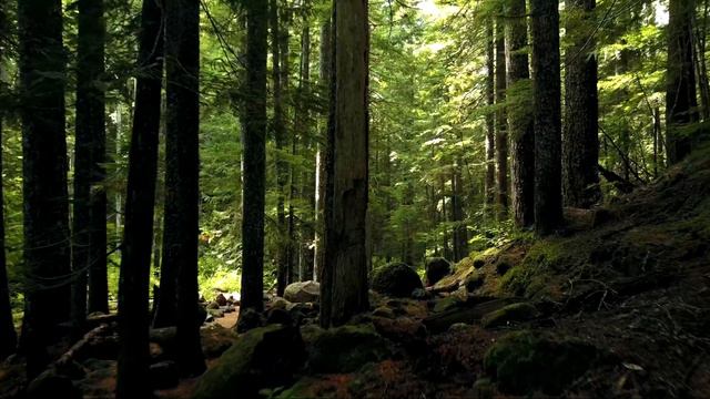 RELAXING RELAXATION VIDEOS FOR SLEEPING, MUSIC FOR RELAXING, STUDYING AND SLEEPING. MEDITATION MUSI смотреть онлайн