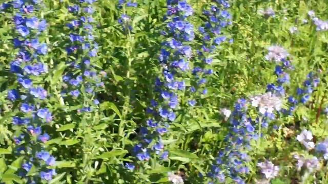 Козлятник восточный, синяк, фацелия. Работа пчел на посевных медоносах. смотреть онлайн