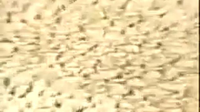 Преграждение реки Евфрат YouTube смотреть онлайн