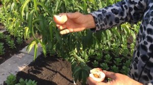 Персик Белый Лебедь в Воронеже.06.08.2019. 4K